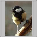 Parus major - Kohlmeise 05.jpg